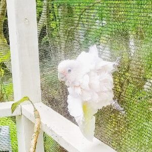 Yes, Your Parrot Can Love Showers  8-16-2022 4pm EST