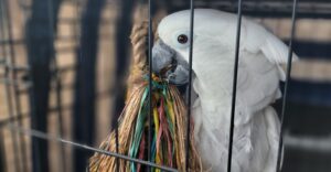 parrot screaming workshop